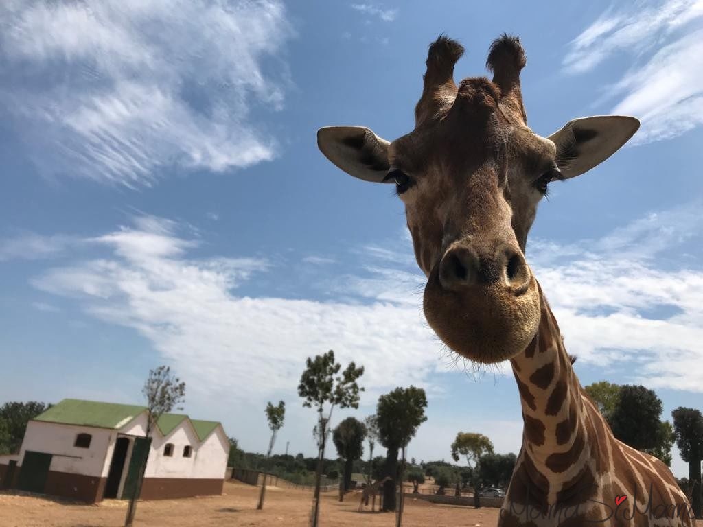 zoosafari giraffa