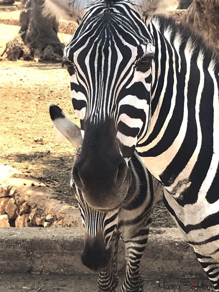 zoosafari zebra